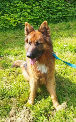 Deutscher Schäferhund-Mix Sharik