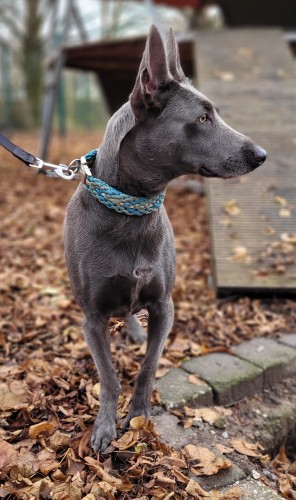 Belgischer Schäferhund-Mix Blue