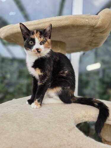 Tonks, Europäisch Kurzhaar – Tierheim Mönchengladbach