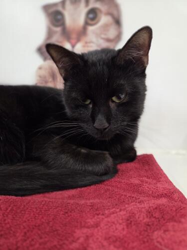 Anton, Europäisch Kurzhaar – Tierheim Mönchengladbach