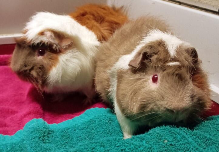 625020860 1302550505234351 4549158575259554412 n