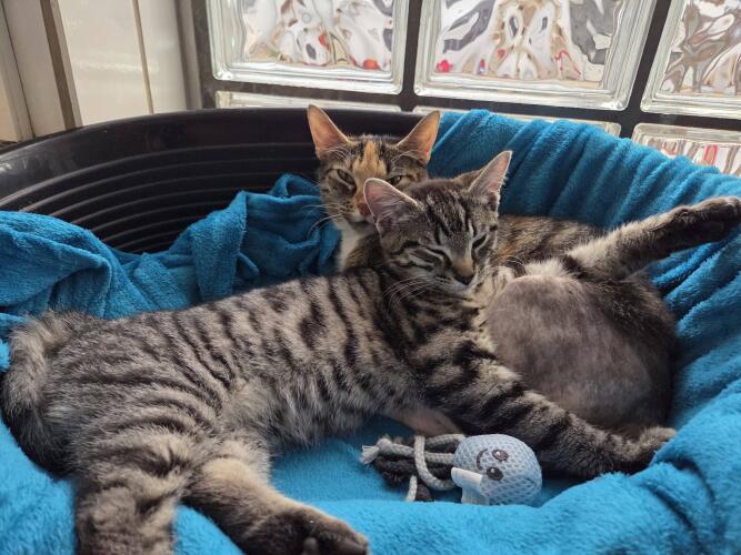 627057781 1304948474994554 431713837057141303 n