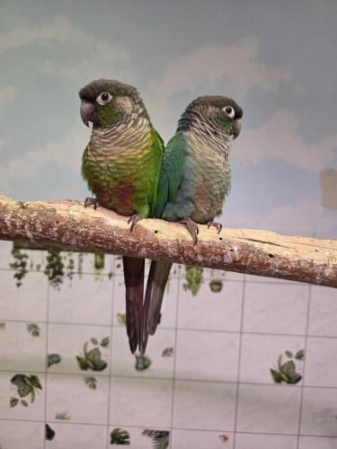 643710974 1325630926259642 7048258748447323011 n