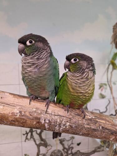 645750499 1325631096259625 1590844572380728789 n