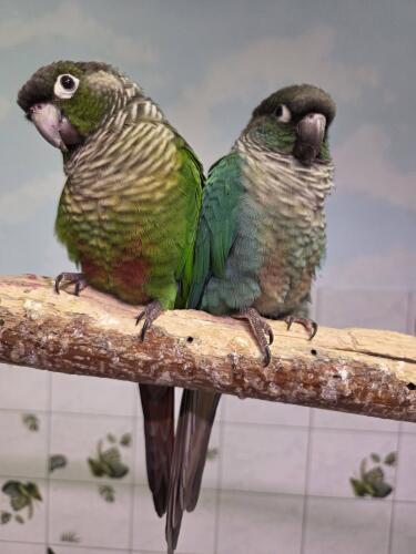 645869862 1325630989592969 7508742786855980106 n