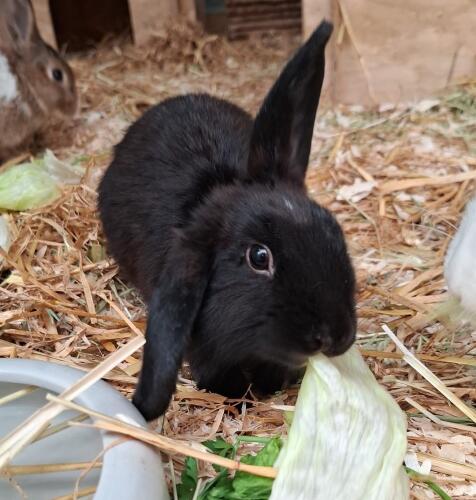 Bild Rambo