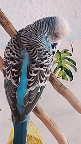 Bild Welli männchen blau weiß
