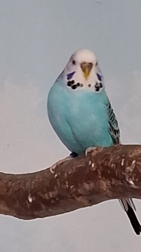 Bild Welli weibchen blau weiß