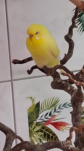 Bild Welli weibchen gelb