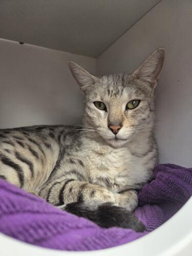 Cat, Egyptian Mau – Tierheim Mönchengladbach
