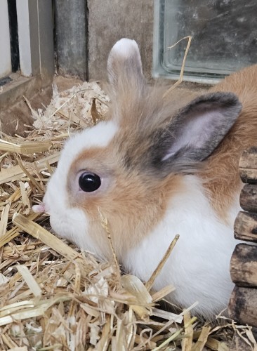 Dennis