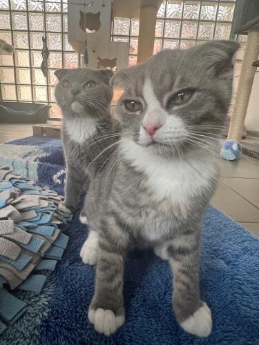 chilli & pepoper