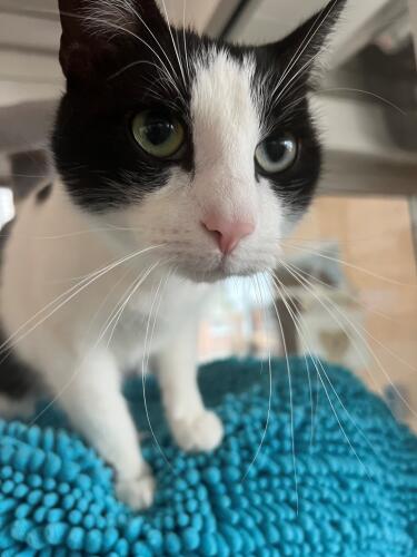simon